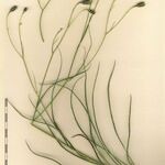 Hieracium porrifolium Other