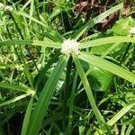 Cyperus melanospermus Folha