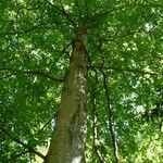 Fagus grandifolia Habit