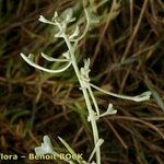 Atriplex pedunculata Sonstige