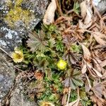 Potentilla crantzii Feuille