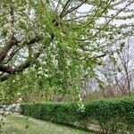 Prunus mahaleb Habitat