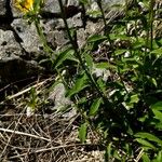 Linum flavum Blatt