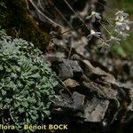 Saxifraga cochlearis Habitus