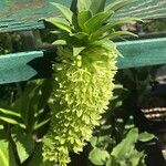 Eucomis pallidiflora Flower