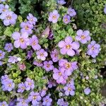 Sutera cordata Hoja
