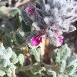 Teucrium yemense Flor
