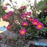 Portulaca grandiflora Flower