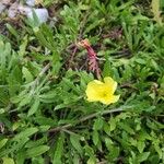 Oenothera laciniata Flor