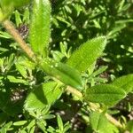 Helianthemum nummularium Levél
