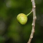 Ficus lateriflora Fruct