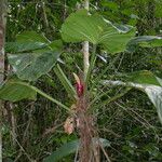 Philodendron fragrantissimum برگ