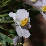 Sarcocapnos crassifolia Fleur