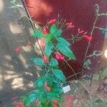 Ruellia brevifolia Frunză