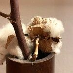 Gossypium herbaceum Mbuma