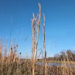 Andropogon gerardi Habitat