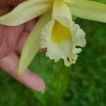 Sobralia macrophylla Fleur