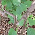 Viburnum cotinifolium Bark