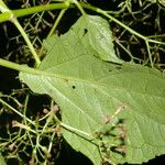 Neomirandea standleyi Hoja