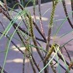 Plumeria filifolia Bark