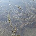 Elodea canadensis葉