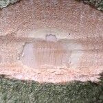Garcinia kola Bark