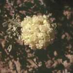 Eriogonum ovalifolium Fruit