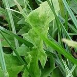 Taraxacum campylodes Hoja