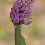 Orchis italica 花
