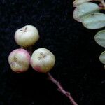 Phyllanthus clarkei Habit