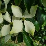 Cornus hongkongensis Λουλούδι