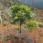 Myodocarpus fraxinifolius Hoja