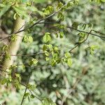 Carpinus caroliniana Leaf