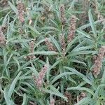 Amaranthus muricatus পাতা