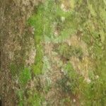 Poecilanthe hostmannii Corteza