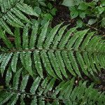 Polystichum transvaalense Blad