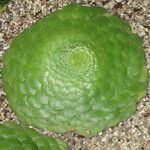 Aeonium tabulaeforme Лист