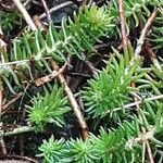 Petrosedum forsterianum Hoja