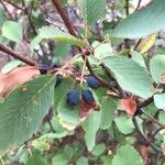 Amelanchier alnifolia पत्ता