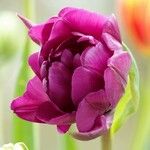 Tulipa agenensis Blüte