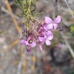 Campylanthus salsoloides Flor