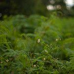 Bidens alba Blomst