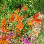 Emilia coccinea Flower