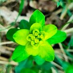 Euphorbia flavicomaFlower