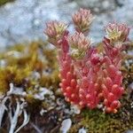 Sedum atratum Fruit