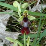 Ophrys insectifera Fula