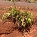 Cymbopogon nardus Leaf