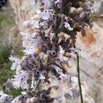 Nepeta nepetella Fiore