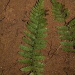 Arthropteris monocarpa Φύλλο