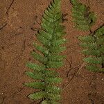 Arthropteris monocarpa Yaprak